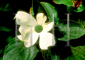 Picture of Cornus nuttallii 