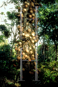 Picture of Couroupita guianensis 