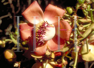 Picture of Couroupita guianensis 