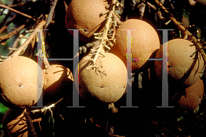 Picture of Couroupita guianensis 