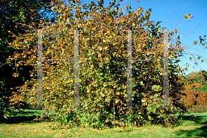 Picture of Corylus americana 