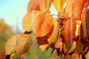 Picture of Corylus americana 