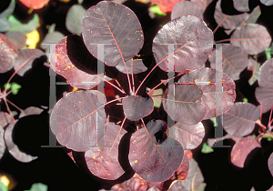 Picture of Cotinus coggygria 'Royal Purple'