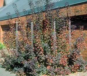 Picture of Cotinus coggygria 'Royal Purple'