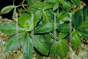 Picture of Costus cuspidatus 