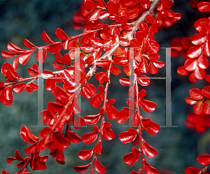 Picture of Cotoneaster nanshan 