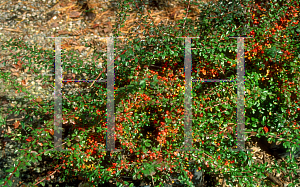 Picture of Cotoneaster dammeri 'Coral Beauty'