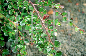 Picture of Cotoneaster horizontalis 