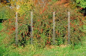 Picture of Cotoneaster sabrinus 