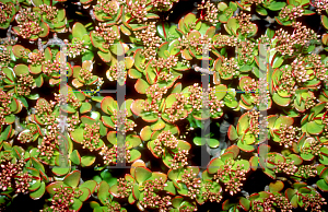 Picture of Crassula ovata 'Pink Beauty'