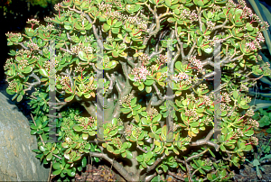 Picture of Crassula ovata 'Pink Beauty'