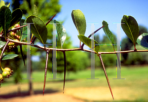 Picture of Crataegus crus-galli 