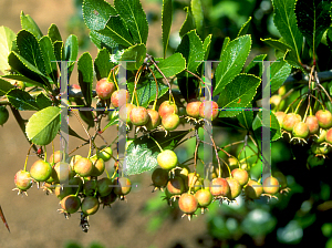 Picture of Crataegus crus-galli 