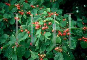 Picture of Crataegus mollis 