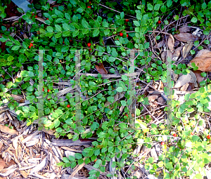 Picture of Crossopetalum ilicifolium 