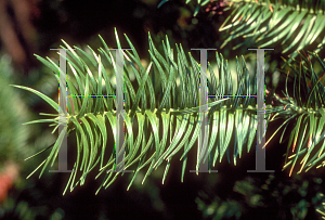 Picture of Cunninghamia lanceolata 