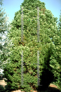 Picture of X Cupressocyparis leylandii 