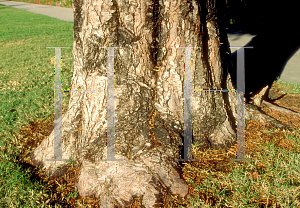 Picture of X Cupressocyparis leylandii 