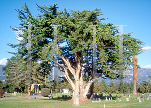 Picture of Cupressus macrocarpa 