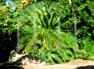 Picture of Cycas circinalis 