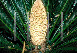 Picture of Cycas revoluta 