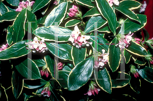 Picture of Daphne odora 'Aureo Marginata'