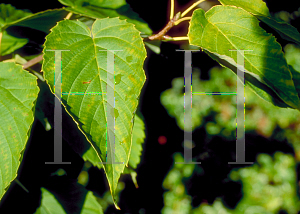 Picture of Davidia involucrata 