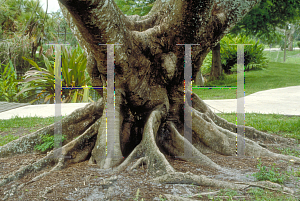 Picture of Delonix regia 