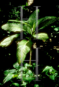 Picture of Dieffenbachia amoena 