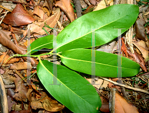 Picture of Diospyros ebenum 