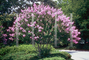 Picture of Lagerstroemia indica 