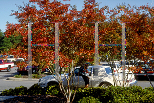 Picture of Lagerstroemia indica 