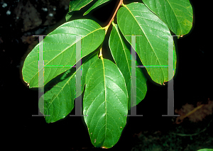 Picture of Lagerstroemia speciosa 