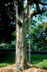 Picture of Lagerstroemia speciosa 