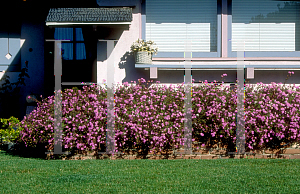 Picture of Lantana montevidensis 