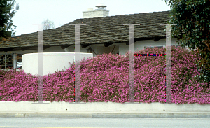 Picture of Lantana montevidensis 