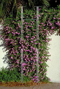 Picture of Lantana montevidensis 