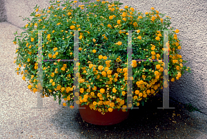 Picture of Lantana ovatifolia var. reclinata 