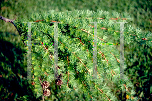 Picture of Larix decidua 