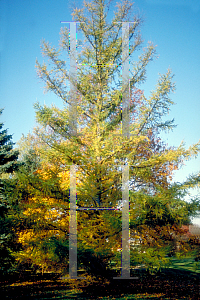 Picture of Larix kaempferi 