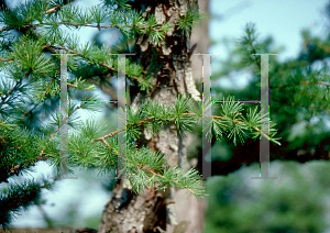 Picture of Larix kaempferi 