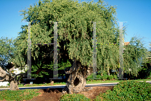 Picture of Leptospermum laevigatum 