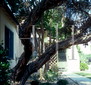 Picture of Leptospermum laevigatum 