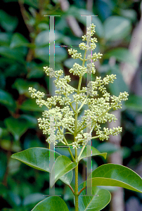 Picture of Ligustrum lucidum 