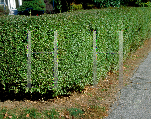 Picture of Ligustrum obtusifolium 