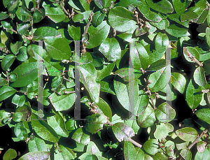 Picture of Ligustrum obtusifolium 