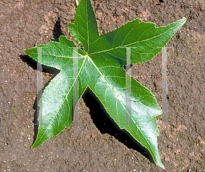 Picture of Liquidambar styraciflua 'Burgundy'