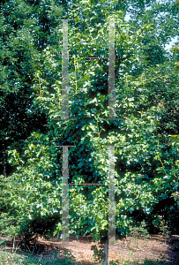 Picture of Liquidambar styraciflua 'Rotundiloba'