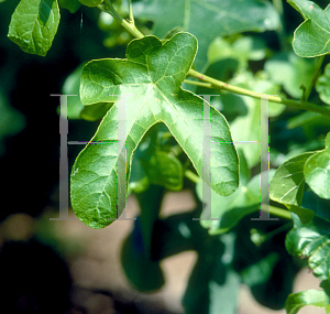 Picture of Liquidambar styraciflua 'Rotundiloba'