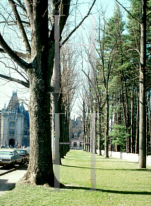 Picture of Liriodendron tulipifera 